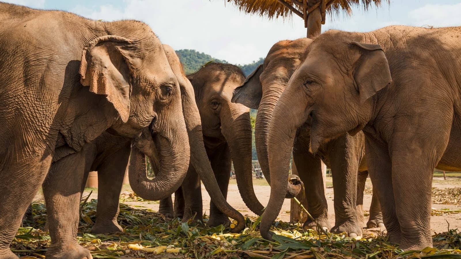 The Responsible Traveller’s Checklist for Thailand