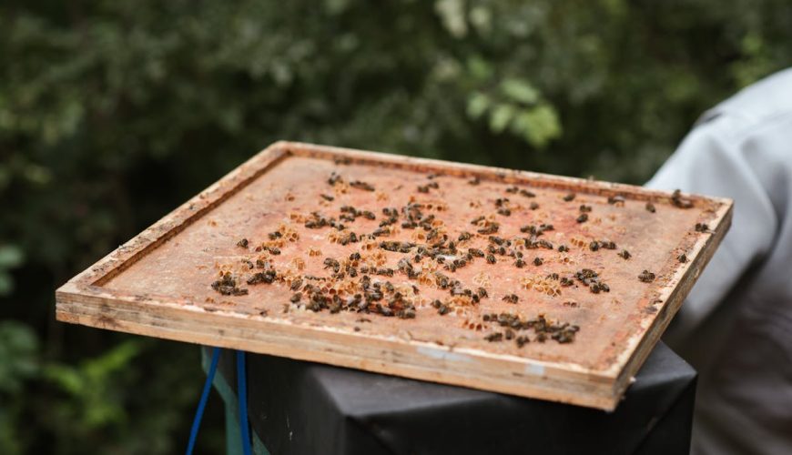 Somdul Bee Sanctuary