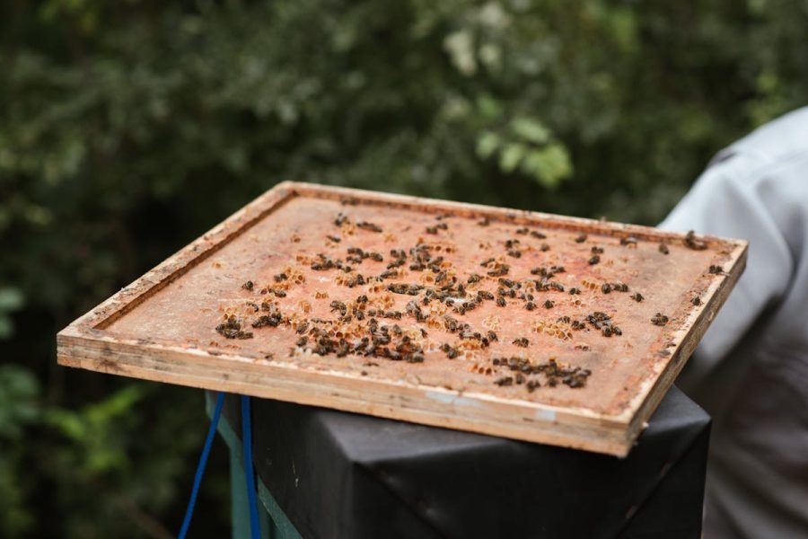 Somdul Bee Sanctuary
