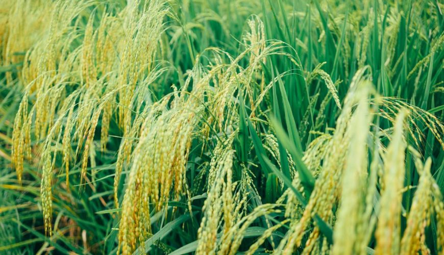 Sirisompong Farm & Cafe