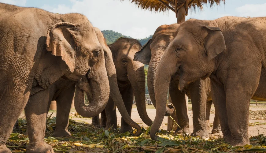 elephant nature park thailand 005