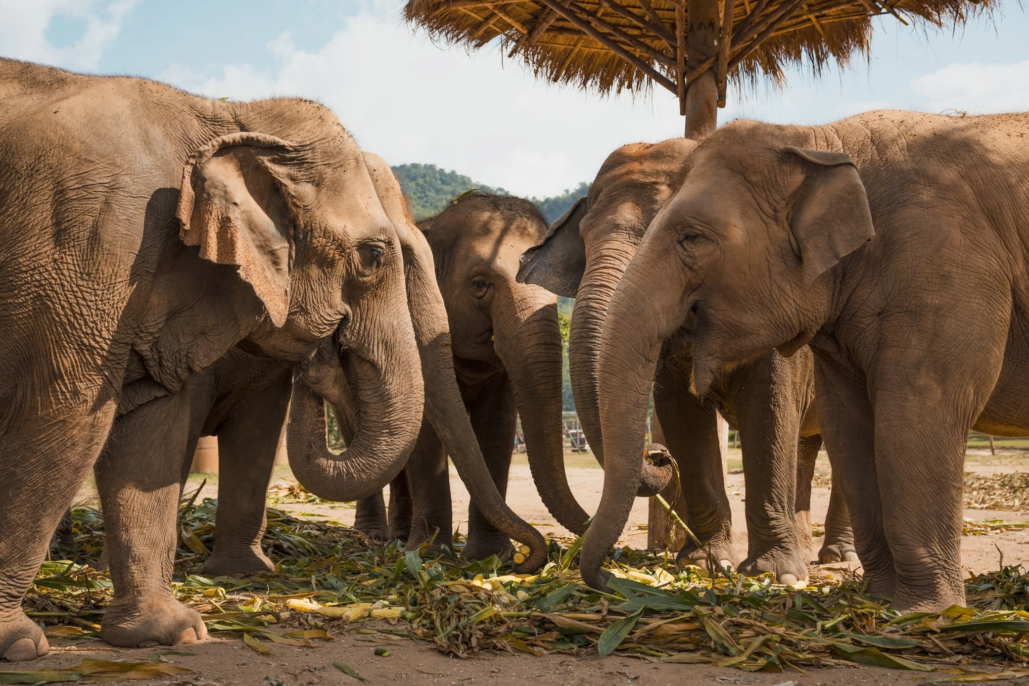 elephant nature park thailand 005